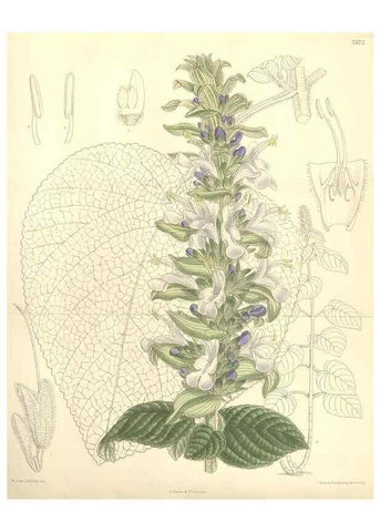 Reproducción/Reproduction 35308561941: Curtis's botanical magazine.. London ; New York [etc.] :Academic Press [etc.]