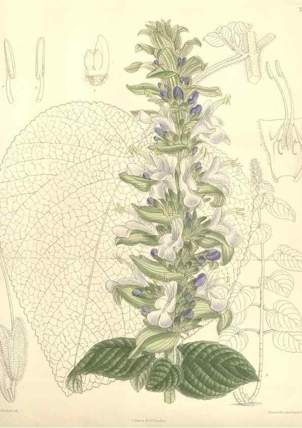 Reproducción/Reproduction 35308561941: Curtis's botanical magazine.. London ; New York [etc.] :Academic Press [etc.]