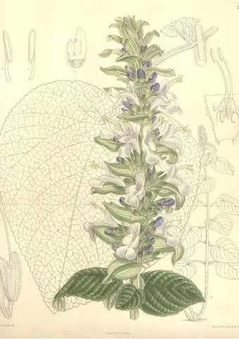 Reproducción/Reproduction 35308561941: Curtis's botanical magazine.. London ; New York [etc.] :Academic Press [etc.]
