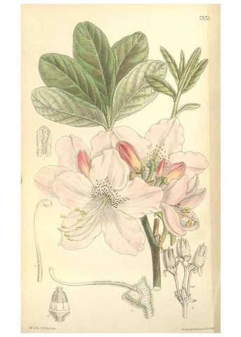 Reproducción/Reproduction 35308563611: Curtis's botanical magazine.. London ; New York [etc.] :Academic Press [etc.]