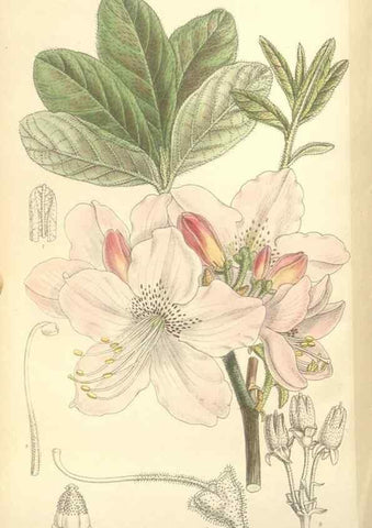 Reproducción/Reproduction 35308563611: Curtis's botanical magazine.. London ; New York [etc.] :Academic Press [etc.]