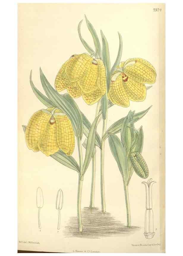 Reproducción/Reproduction 35308565771: Curtis's botanical magazine.. London ; New York [etc.] :Academic Press [etc.]
