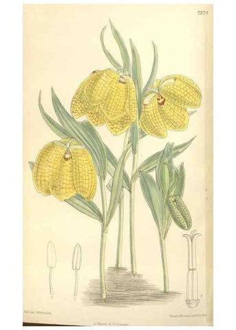 Reproducción/Reproduction 35308565771: Curtis's botanical magazine.. London ; New York [etc.] :Academic Press [etc.]