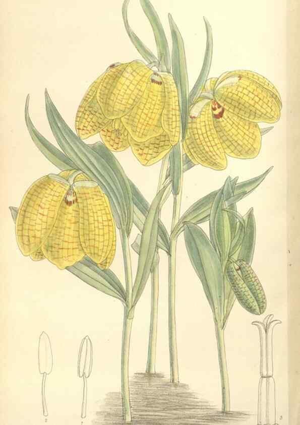 Reproducción/Reproduction 35308565771: Curtis's botanical magazine.. London ; New York [etc.] :Academic Press [etc.]
