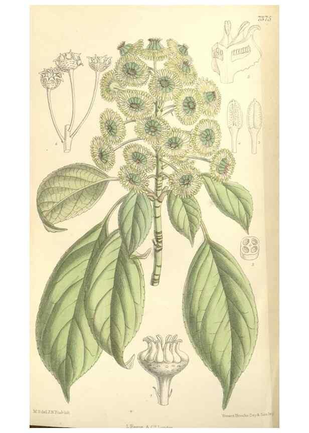 Reproducción/Reproduction 34628416173: Curtis's botanical magazine.. London ; New York [etc.] :Academic Press [etc.]