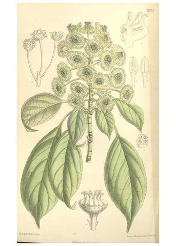 Reproducción/Reproduction 34628416173: Curtis's botanical magazine.. London ; New York [etc.] :Academic Press [etc.]