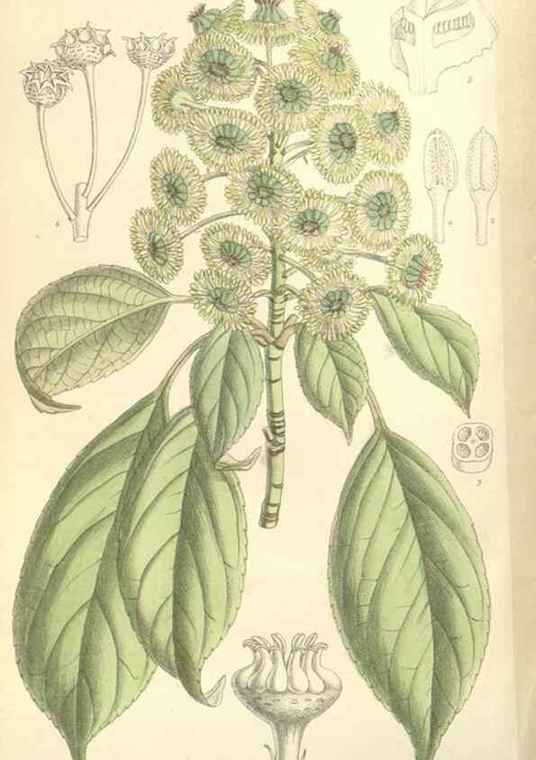 Reproducción/Reproduction 34628416173: Curtis's botanical magazine.. London ; New York [etc.] :Academic Press [etc.]