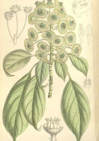 Reproducción/Reproduction 34628416173: Curtis's botanical magazine.. London ; New York [etc.] :Academic Press [etc.]