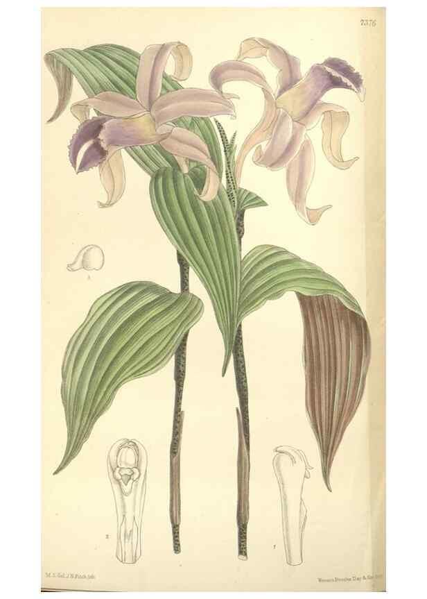 Reproducción/Reproduction 35398571456: Curtis's botanical magazine.. London ; New York [etc.] :Academic Press [etc.]