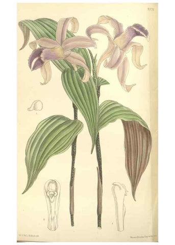 Reproducción/Reproduction 35398571456: Curtis's botanical magazine.. London ; New York [etc.] :Academic Press [etc.]