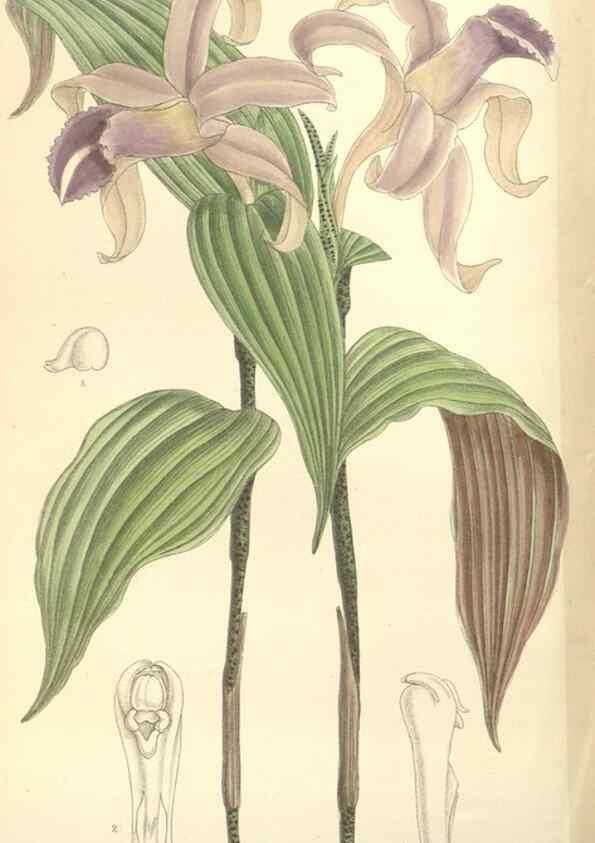 Reproducción/Reproduction 35398571456: Curtis's botanical magazine.. London ; New York [etc.] :Academic Press [etc.]