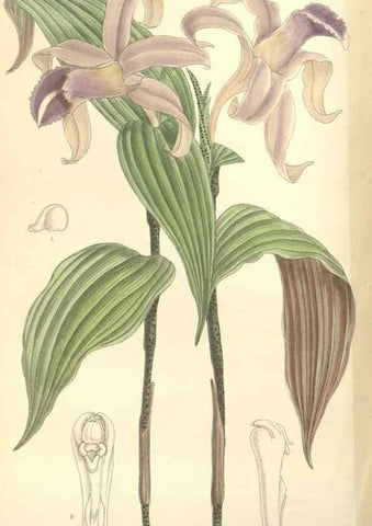 Reproducción/Reproduction 35398571456: Curtis's botanical magazine.. London ; New York [etc.] :Academic Press [etc.]