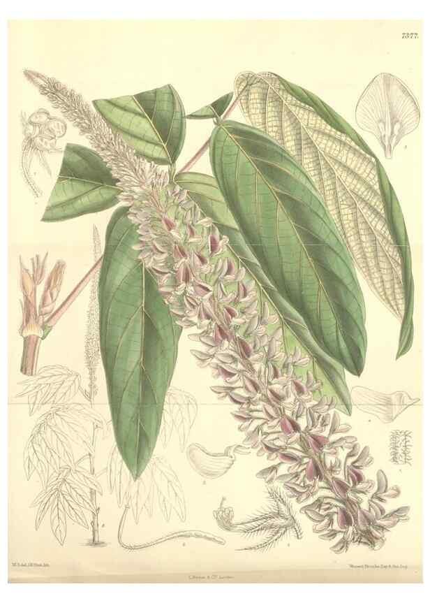 Reproducción/Reproduction 35271649992: Curtis's botanical magazine.. London ; New York [etc.] :Academic Press [etc.]