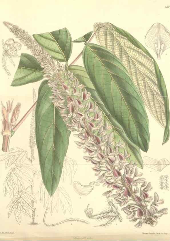 Reproducción/Reproduction 35271649992: Curtis's botanical magazine.. London ; New York [etc.] :Academic Press [etc.]