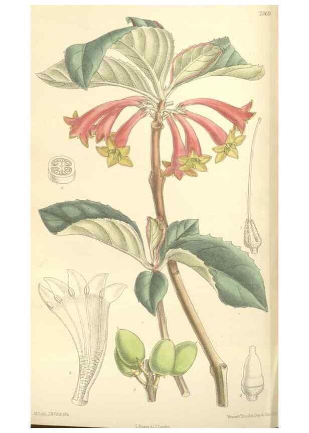 Reproducción/Reproduction 35308558021: Curtis's botanical magazine.. London ; New York [etc.] :Academic Press [etc.]
