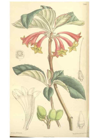 Reproducción/Reproduction 35308558021: Curtis's botanical magazine.. London ; New York [etc.] :Academic Press [etc.]