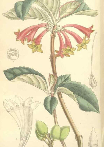 Reproducción/Reproduction 35308558021: Curtis's botanical magazine.. London ; New York [etc.] :Academic Press [etc.]