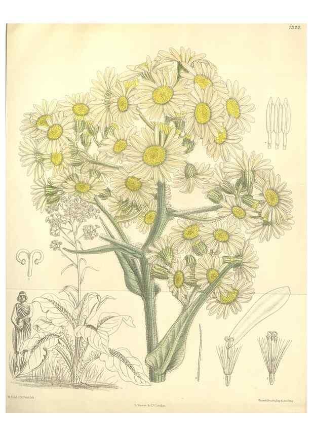 Reproducción/Reproduction 35051054870: Curtis's botanical magazine.. London ; New York [etc.] :Academic Press [etc.]