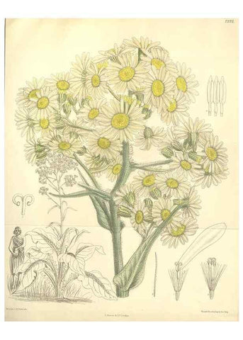 Reproducción/Reproduction 35051054870: Curtis's botanical magazine.. London ; New York [etc.] :Academic Press [etc.]