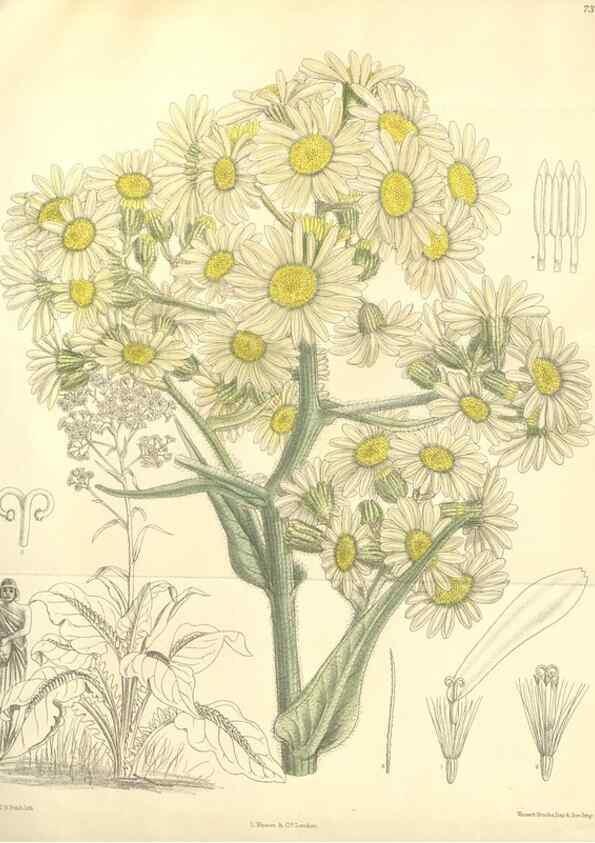 Reproducción/Reproduction 35051054870: Curtis's botanical magazine.. London ; New York [etc.] :Academic Press [etc.]