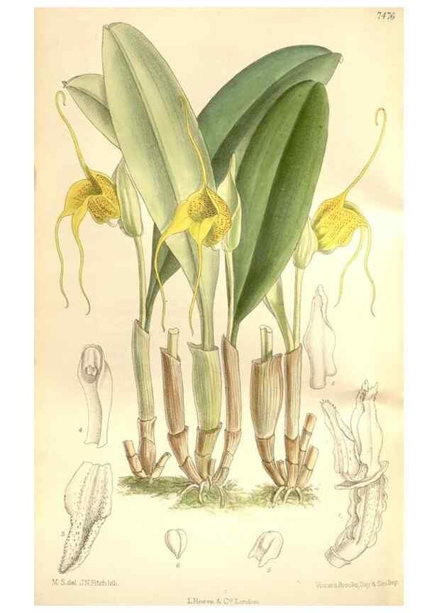 Reproducción/Reproduction 35438738915: Curtis's botanical magazine.. London ; New York [etc.] :Academic Press [etc.]