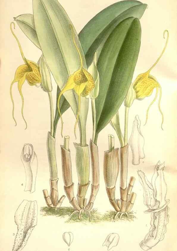 Reproducción/Reproduction 35438738915: Curtis's botanical magazine.. London ; New York [etc.] :Academic Press [etc.]