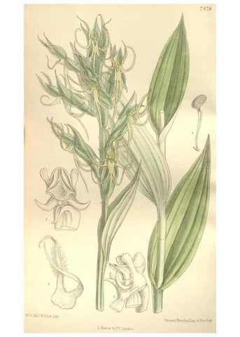 Reproducción/Reproduction 34628932393: Curtis's botanical magazine.. London ; New York [etc.] :Academic Press [etc.]