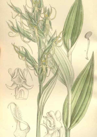 Reproducción/Reproduction 34628932393: Curtis's botanical magazine.. London ; New York [etc.] :Academic Press [etc.]