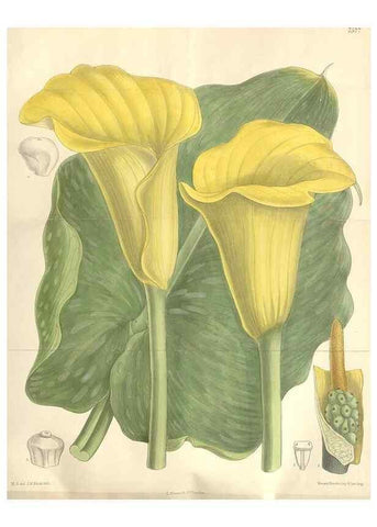Reproducción/Reproduction 34629222383: Curtis's botanical magazine.. London ; New York [etc.] :Academic Press [etc.]