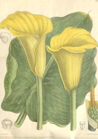 Reproducción/Reproduction 34629222383: Curtis's botanical magazine.. London ; New York [etc.] :Academic Press [etc.]