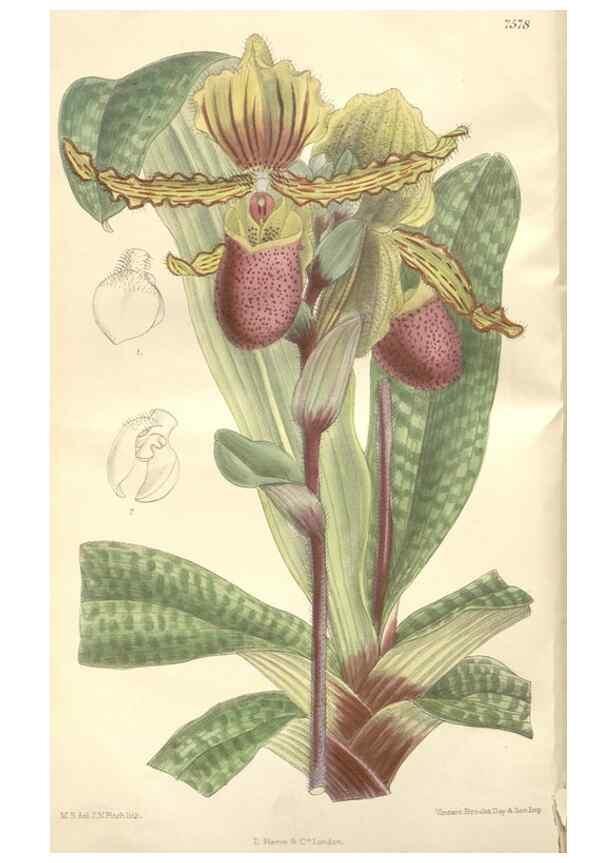 Reproducción/Reproduction 35439026965: Curtis's botanical magazine.. London ; New York [etc.] :Academic Press [etc.]