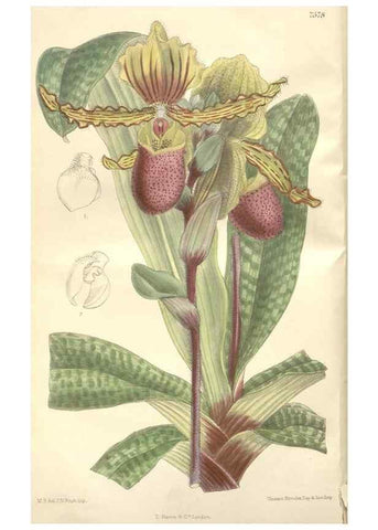 Reproducción/Reproduction 35439026965: Curtis's botanical magazine.. London ; New York [etc.] :Academic Press [etc.]