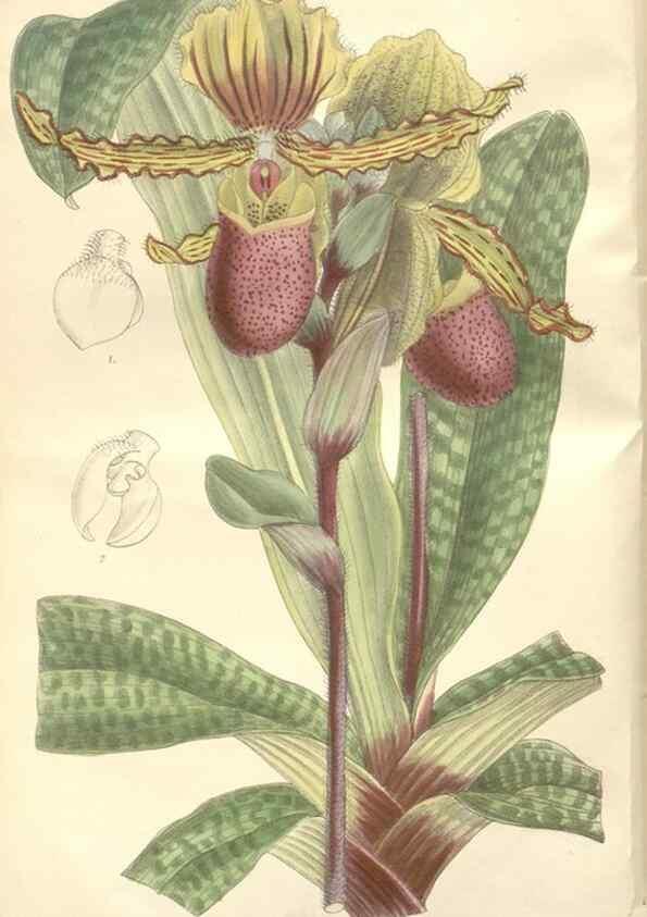 Reproducción/Reproduction 35439026965: Curtis's botanical magazine.. London ; New York [etc.] :Academic Press [etc.]