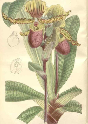Reproducción/Reproduction 35439026965: Curtis's botanical magazine.. London ; New York [etc.] :Academic Press [etc.]