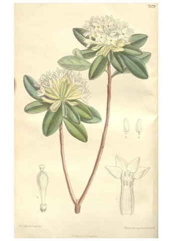 Reproducción/Reproduction 35439029595: Curtis's botanical magazine.. London ; New York [etc.] :Academic Press [etc.]