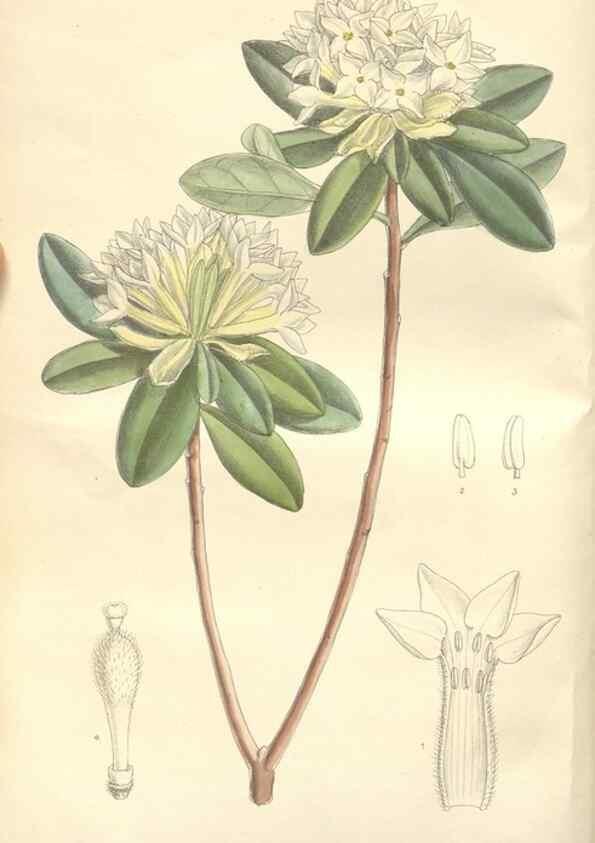 Reproducción/Reproduction 35439029595: Curtis's botanical magazine.. London ; New York [etc.] :Academic Press [etc.]