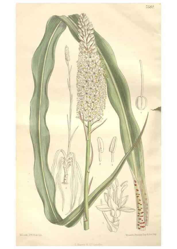 Reproducción/Reproduction 35439032365: Curtis's botanical magazine.. London ; New York [etc.] :Academic Press [etc.]