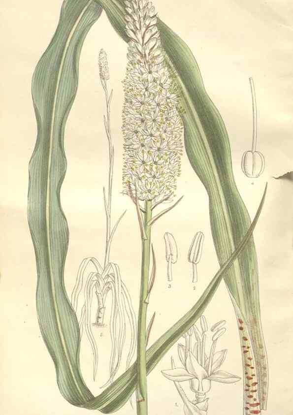 Reproducción/Reproduction 35439032365: Curtis's botanical magazine.. London ; New York [etc.] :Academic Press [etc.]