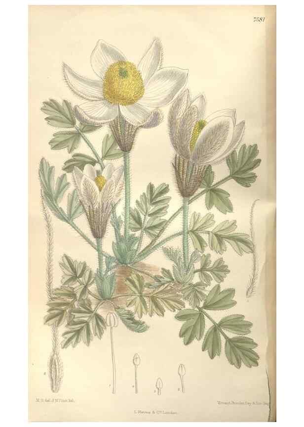 Reproducción/Reproduction 35439035615: Curtis's botanical magazine.. London ; New York [etc.] :Academic Press [etc.]