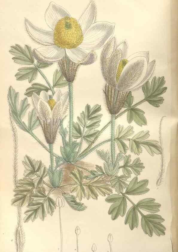 Reproducción/Reproduction 35439035615: Curtis's botanical magazine.. London ; New York [etc.] :Academic Press [etc.]