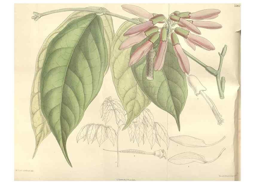 Reproducción/Reproduction 35439038095: Curtis's botanical magazine.. London ; New York [etc.] :Academic Press [etc.]