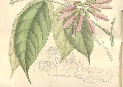 Reproducción/Reproduction 35439038095: Curtis's botanical magazine.. London ; New York [etc.] :Academic Press [etc.]