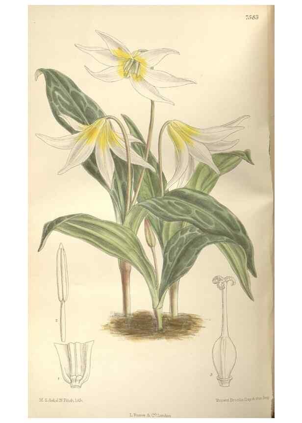 Reproducción/Reproduction 35439040815: Curtis's botanical magazine.. London ; New York [etc.] :Academic Press [etc.]