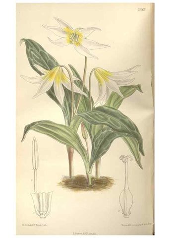 Reproducción/Reproduction 35439040815: Curtis's botanical magazine.. London ; New York [etc.] :Academic Press [etc.]