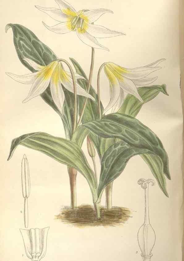 Reproducción/Reproduction 35439040815: Curtis's botanical magazine.. London ; New York [etc.] :Academic Press [etc.]