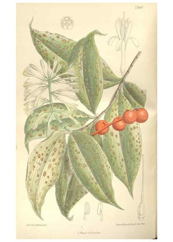 Reproducción/Reproduction 35439043345: Curtis's botanical magazine.. London ; New York [etc.] :Academic Press [etc.]