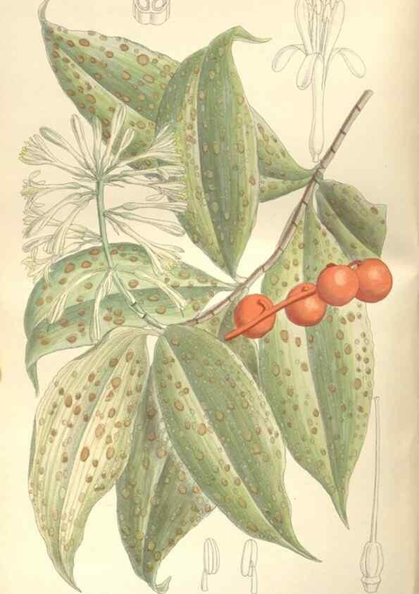 Reproducción/Reproduction 35439043345: Curtis's botanical magazine.. London ; New York [etc.] :Academic Press [etc.]