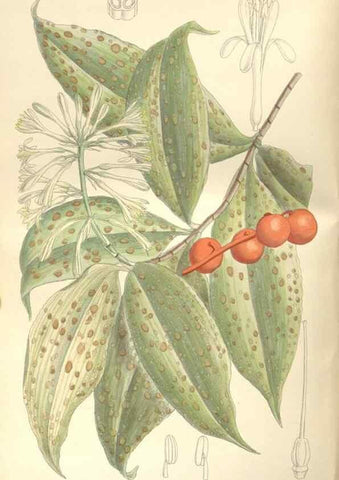 Reproducción/Reproduction 35439043345: Curtis's botanical magazine.. London ; New York [etc.] :Academic Press [etc.]