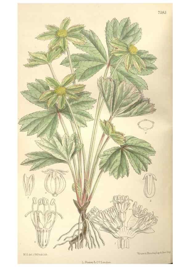 Reproducción/Reproduction 35439045285: Curtis's botanical magazine.. London ; New York [etc.] :Academic Press [etc.]
