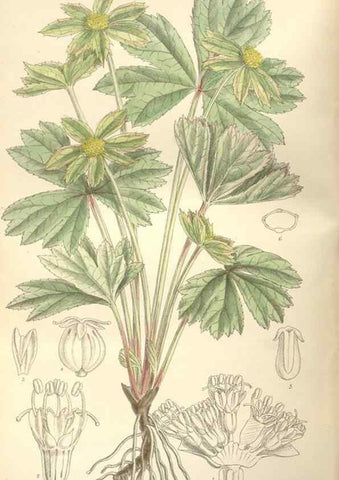 Reproducción/Reproduction 35439045285: Curtis's botanical magazine.. London ; New York [etc.] :Academic Press [etc.]
